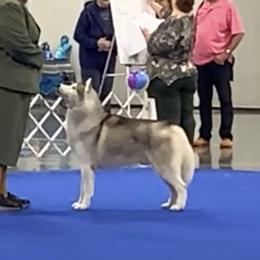 Siberian Husky All Grown Up from Twilights Kennel