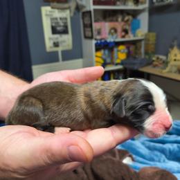 Girl 5 - Brown and white female Saint Bernard puppy in Clover, South Carolina from Sweetest Saints