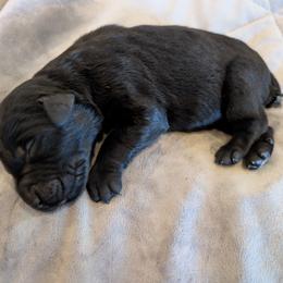 AKC Thora - Black female Giant Schnauzer puppy in Tombstone, Arizona from Vanguard Giants