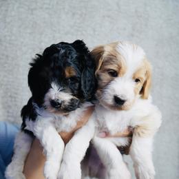 Labradoodle and Poodle Puppies from Caris Paws Poodles and Labradoodles