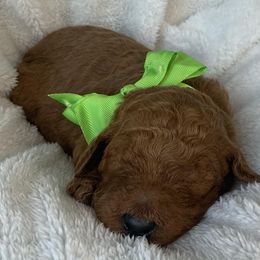 Goldendoodle Puppies from The Bruce Farm