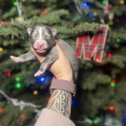 Slate - Blue male Pomsky puppy in Coos Bay, Oregon from Ocean View Pomskies