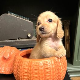 Vanilla - Cream female Dachshund puppy in Summertown, Tennessee from The Dapper Dachshund