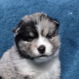 Leif - Merle Pomsky puppy in Ponte Vedra, Florida from Pearl of the Orient Seas