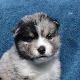 Leif - Merle Pomsky puppy in Ponte Vedra, Florida from Pearl of the Orient Seas