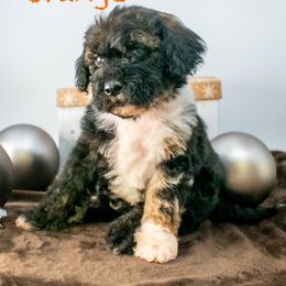 Birdie Orange Boy - Sable male Goldendoodle puppy in Lafayette, Alabama from Sweethaven Kennels