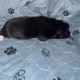 Rolo - Black and white male Pomsky puppy in Avoca, Michigan from Repurposed Paradise Farm