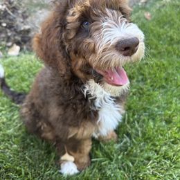 Aussiedoodle Puppies from Salt Creek Doodles