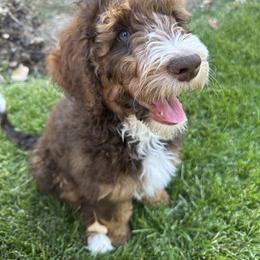 Aussiedoodle Puppies from Salt Creek Doodles