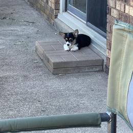 Winnie - Black and tan female Pembroke Welsh Corgi puppy in Dawson, Iowa from Carousel Corgis