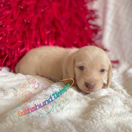 Dachshund Puppies from Dachshund Universe