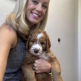 Bernedoodle Puppies from Palmetto Bernedoodles Boutique