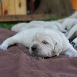 Golden Retriever Puppies from Hoekema Homestead Goldens