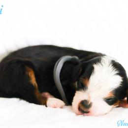 Armani - Tri-color male Bernedoodle puppy in Diamond Bar, California from Furrytaildoodles