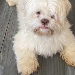 Shih Tzu All Grown Up from Oodles of Poodles & Doodles
