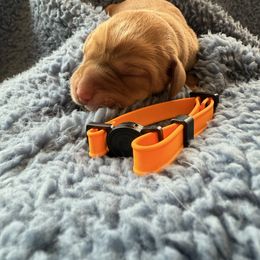 Orange - Yellow male Labrador Retriever puppy in Weare, New Hampshire from Emily's Labrador Retrievers