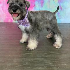 Bella - Salt and pepper female Miniature Schnauzer puppy in Cape Coral, Florida from Ruby the poodle