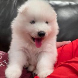 Mochi - White and biscuit male Samoyed puppy in West Jordan, Utah from Rocky Mountain Samoyeds