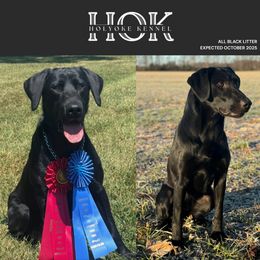 Labrador Retriever puppies from Holyoke Kennel
