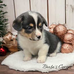 American Corgi and Pembroke Welsh Corgi Puppies from Beebe’s Corgis