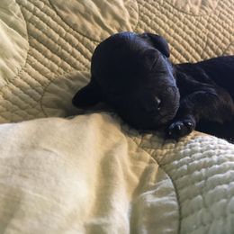 Goldendoodle and Labradoodle Puppies from Davis Doodles