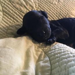 Goldendoodle and Labradoodle Puppies from Davis Doodles