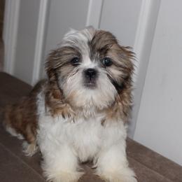 Leo - Red and white male Shih Tzu puppy in Eastvale, California from Gigi’s Shih tzu