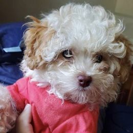 Poodles from Little Puppy Love