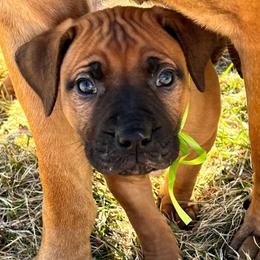 Green female - Red female Boerboel puppy in Rockford, Illinois from Adoraboerboels