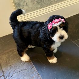 Nala - Tri-color female Bernedoodle puppy in Royse City, Texas from Platinum Bernedoodles of Texas