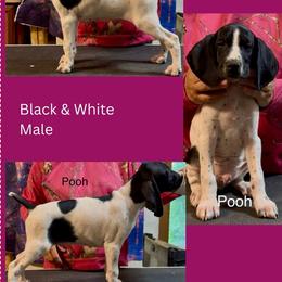 Pooh - Black and white male German Shorthaired Pointer puppy in Aitkin, Minnesota from Whispering’s GunDogs