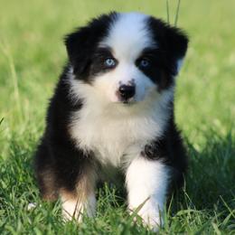 Black Tri Male - Black tri-color male Australian Shepherd puppy in Northport, Alabama from Sipsey River Australian Shepherds