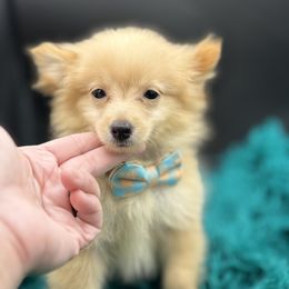 Tiger - Red male Pomeranian puppy in Franklin, North Carolina from A&J cutie pawtooties