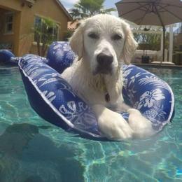 Golden Retriever All Grown Up from Red Sky Ranch