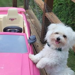 Sweet Pea - Maltese