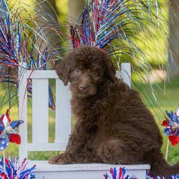 Queen - Brown and white female Aussiedoodle puppy in Roebuck, South Carolina from Dani's Dandy Doodles