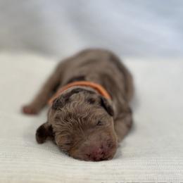Labradoodle Puppies from Raising Doodles