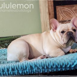Lulu - French Bulldog