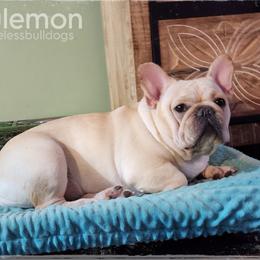 Lulu - French Bulldog