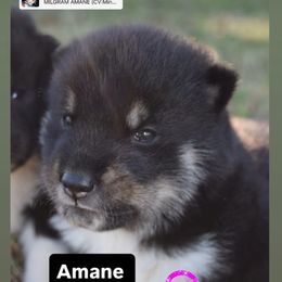 Amane- Milgram girl - Black & tan female Shikoku puppy in Tribbey, Oklahoma from Osaka Ninken Shikoku
