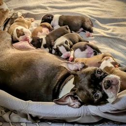 Boston Terrier puppies from Sleepwalker Bostons