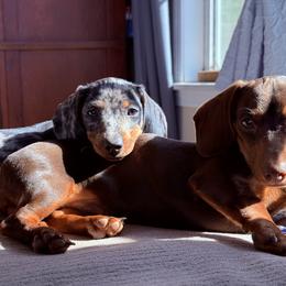 Dachshund Puppies from Cold Mountain Dachshunds