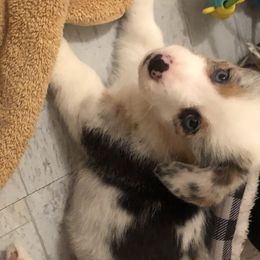 American Corgi and Pembroke Welsh Corgi Puppies from Red White & Bluie Corgi
