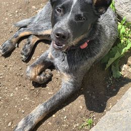 Australian Cattle Dog All Grown Up from Australian Cattle Cuties