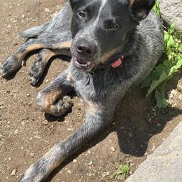 Australian Cattle Dog All Grown Up from Australian Cattle Cuties