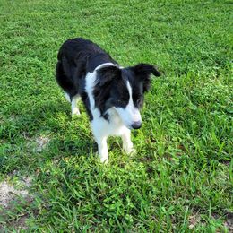 Gala - Border Collie