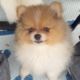 Boy 1 - Orange parti male Pomeranian puppy in Snohomish County, Washington from Heartlove Poms