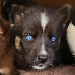 Crux - Black tan and white male Siberian Husky puppy in Madison, Georgia from Thornbury Kennel