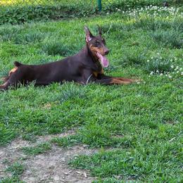Doberman Pinscher puppies from Stonewood Dobermans and Min Pins