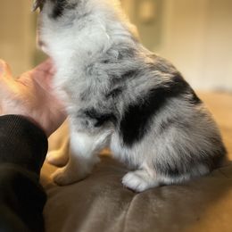 Australian Shepherd Puppies from Bombshell Australian Shepherds